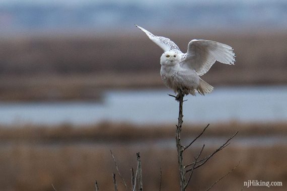 Snowy owl with wings spread perched on a branch.