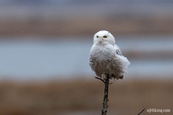 Snowy owl perched on a branch with yellow eyes visible.