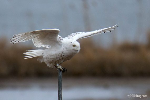 Snowy owl with wings open perched on a thin post.