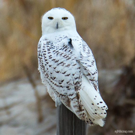 Snowy Owl "Island Beach" sitting on a post.