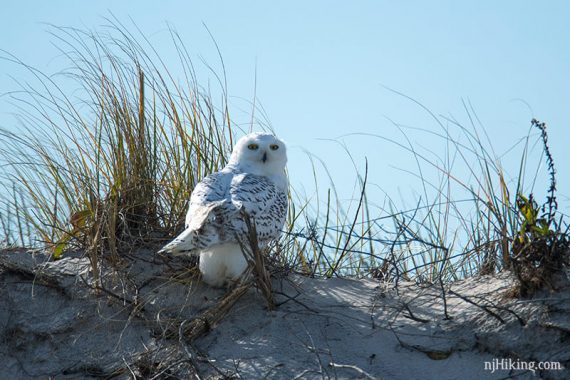 Snowy owl sitting on a sand dune with its head looking over its shoulder.