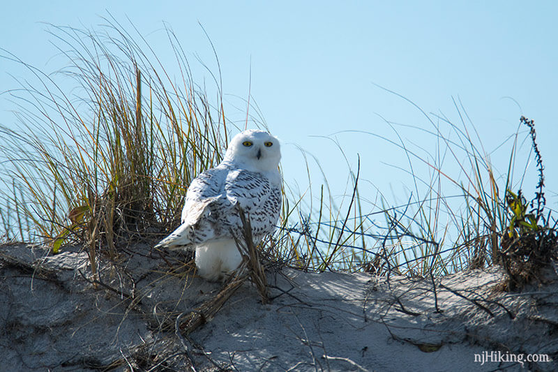Snowy Owls Spotted in New Jersey