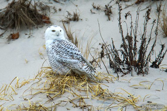 Snowy owl sitting on a sand dune with its eyes half open.