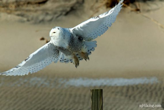 Snowy owl with wings spread in flight.