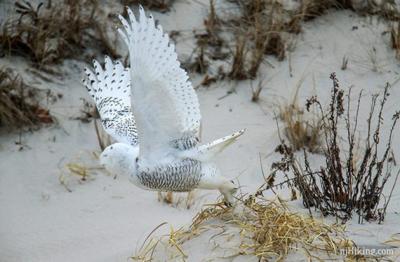 Snowy owl with wing spread up just over a sand dune.