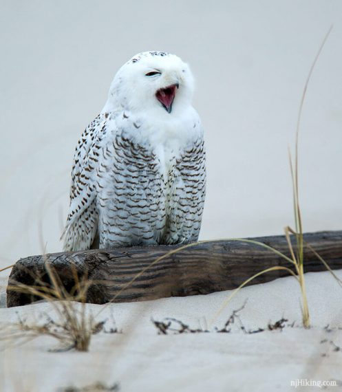 Snowy owl yawning wide.