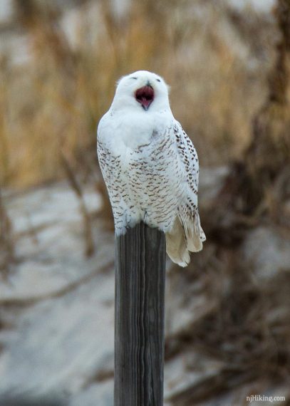 Snowy owl yawning while sitting on wooden post.
