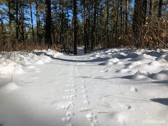 Animal tracks on a snowy trail.