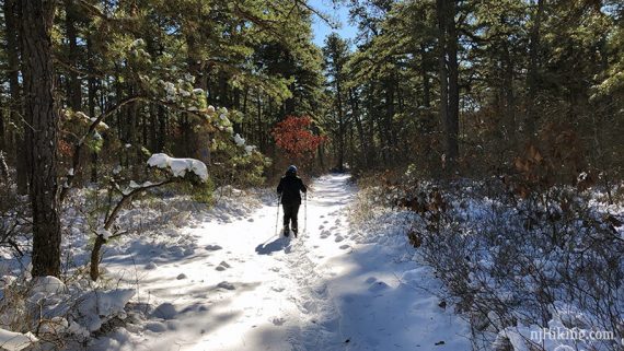 Snowshoer on a trail through the pine trees at Jakes Branch.