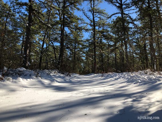 Low view of a snow covered path with pine trees overhead.