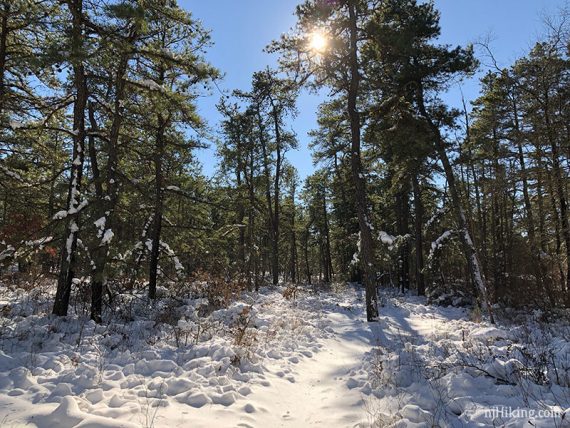 Sun shining through pine trees over a snow covered trail.