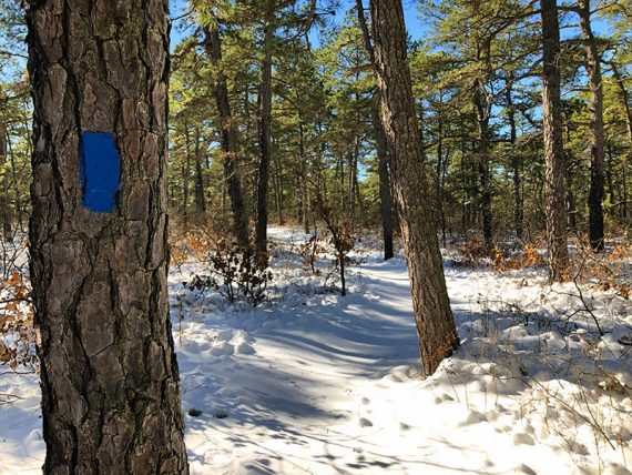 Blue trail marker on a tree along a snowy path in a pine forest.