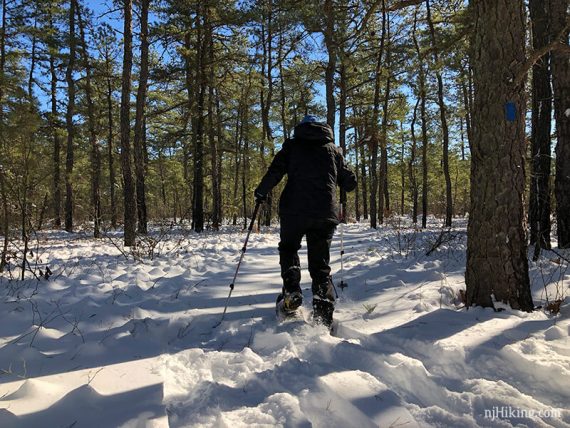 Snowshoer making tracks in fresh snow through a pine forest.