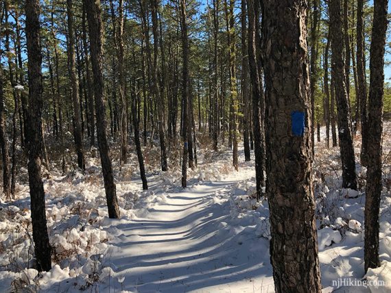 Curved snowy trail through pine trees.