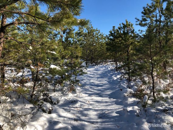 Short pine trees along an unbroken snowy trail.