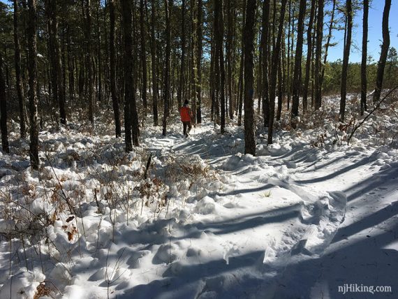 Snowshoer seen down a trail surrounded by tall pine trees.