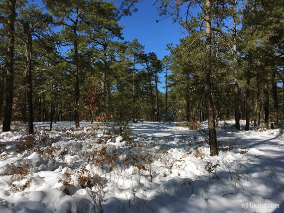 Bright blue sky over pine trees surrounded by snow.