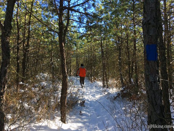 Hiker with an orange jacket snowshoeing on a sunny trail in a pine forest.