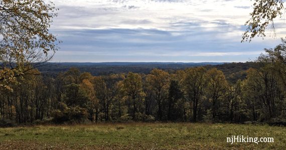 View over trees to the distant horizon from a hill.