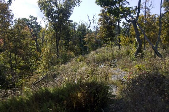 Overgrown rocky trail.