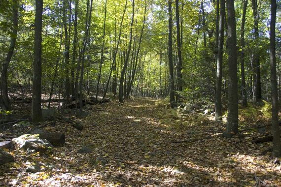 Wide woods road covered with leaves and trees on either side.