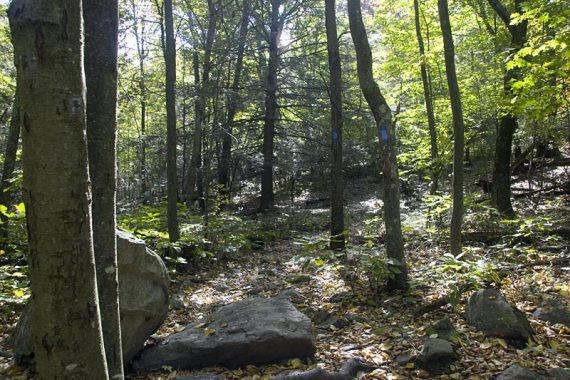 Blue markers along a rocky trail.