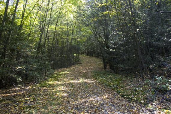 Woods road around Hemlock Pond.