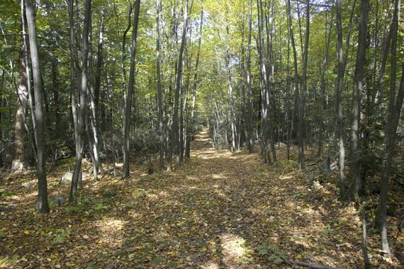 Wide woods road covered with leaves.