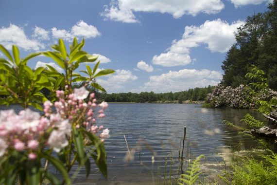 Hemlock Pond with pink mountain laurel on the left.