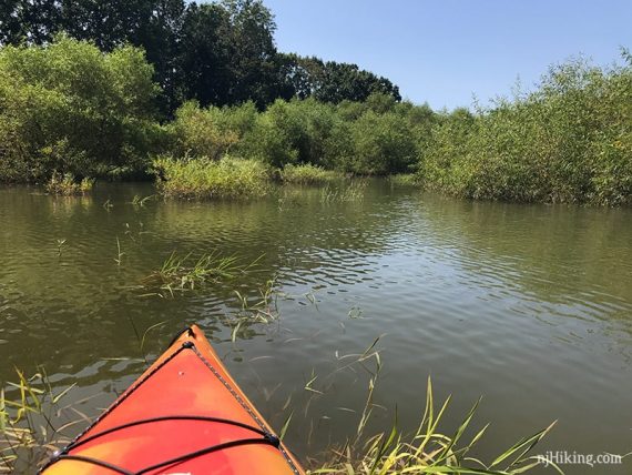 Kayak in a low area filled with vegetation.