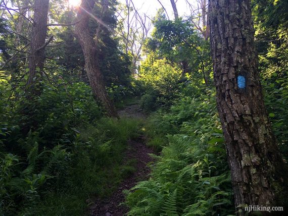 Blue trail marker on a tree along a forested path.