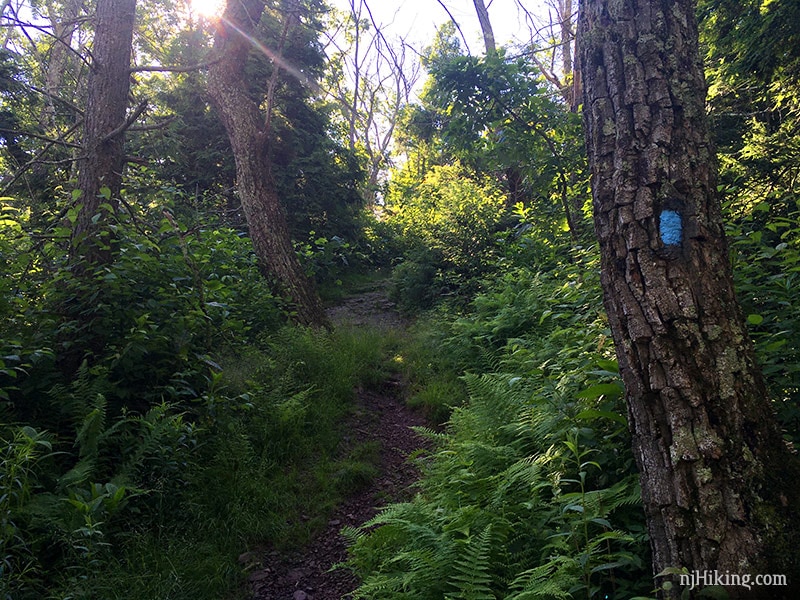 Buttermilk Falls trail. The steepness doesn't translate in photos.