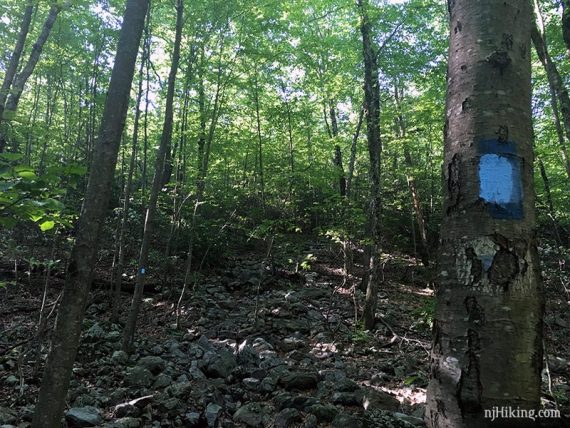 Very rocky trail with a blue marker on a tree.