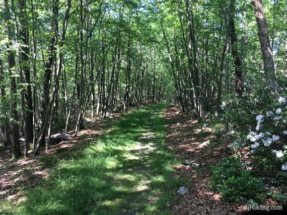 Wide flat and grassy Crater Lake Trail.