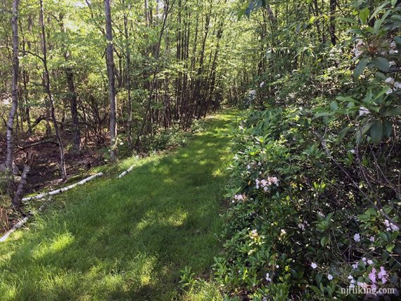 Grass covered trail.