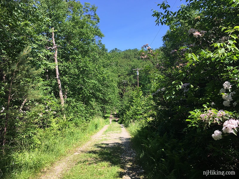 Crater Lake Trail continues on a woods road with power lines
