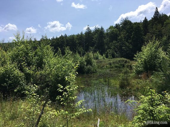 Swampy area with green vegetation.
