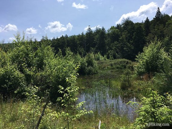 Swampy area with green vegetation.