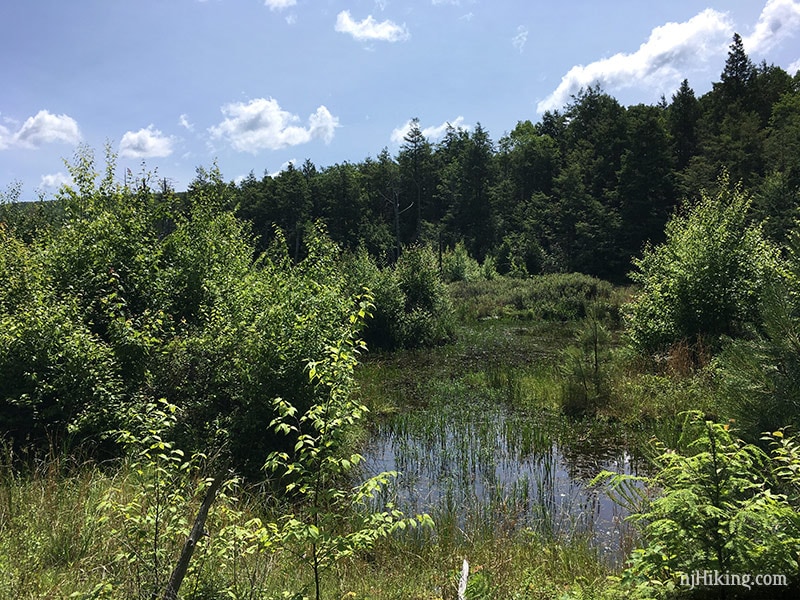 Swampy area
