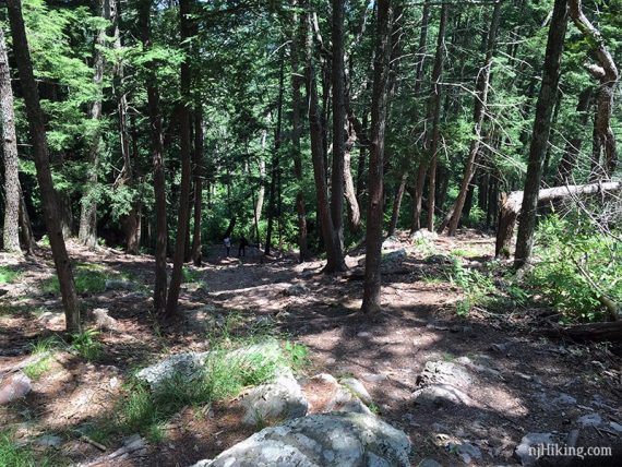 Steep downhill rocky trail.