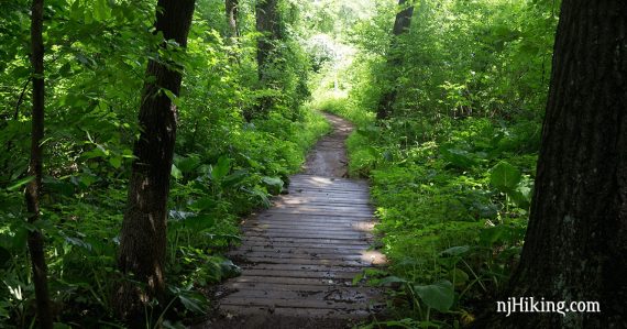 Wooden boardwalk trail surrounded by lush green vegetation.