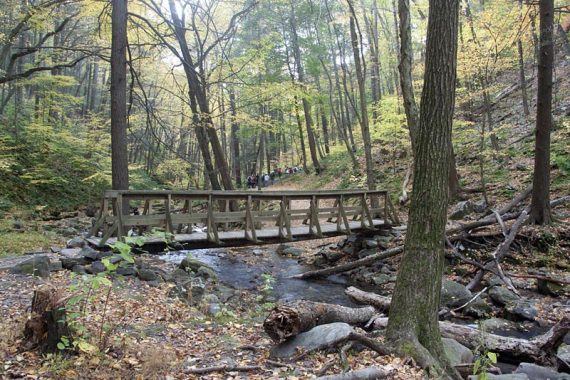 Bridge over Dunnfield Creek