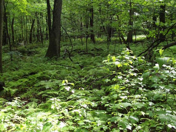 Lush foliage along trail