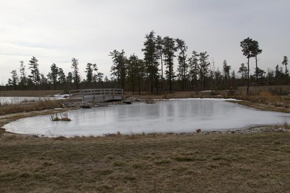 Pond near the visitor center.