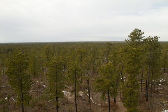 View of the Pine Barrens from the Observation Center.