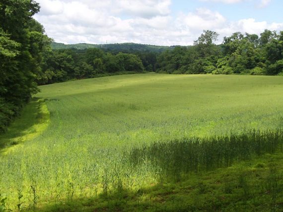 Large green field