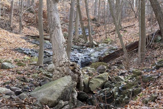 Maple Falls Cascades