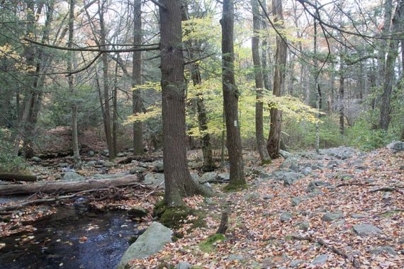 Dunnfield Creek Trail.