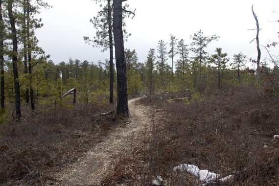 Trail through fire damaged trees.