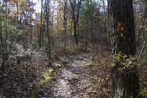 From Surprise Lake, continue on YELLOW, which veers off to the right not far from this marked tree